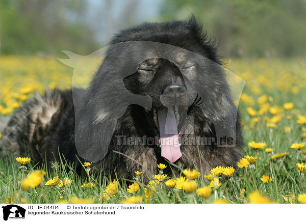 liegender Kaukasischer Schferhund / IF-04404