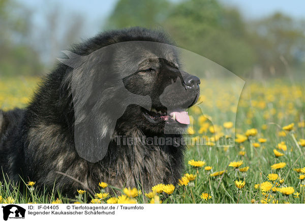 liegender Kaukasischer Schferhund / IF-04405