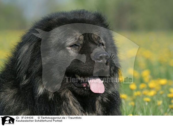Kaukasischer Schferhund Portrait / IF-04406