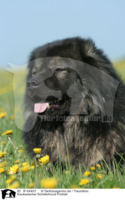 Kaukasischer Schferhund Portrait / IF-04407