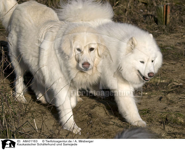 Kaukasischer Schferhund und Samojede / AM-01163