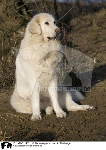 Kaukasischer Schferhund / AM-01177