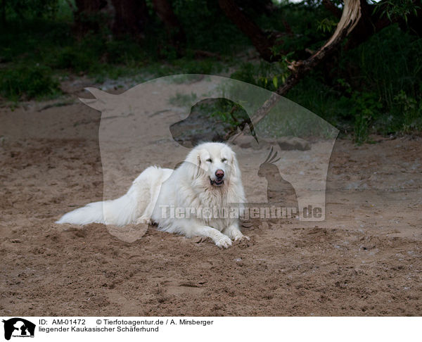 liegender Kaukasischer Schferhund / AM-01472