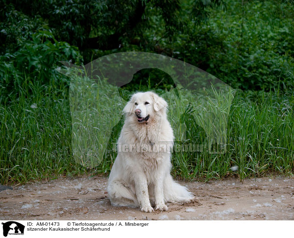 sitzender Kaukasischer Schferhund / AM-01473