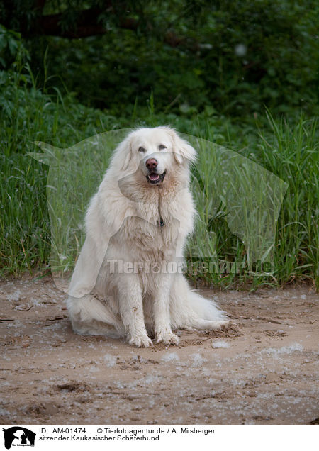 sitzender Kaukasischer Schferhund / AM-01474