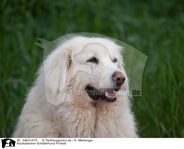 Kaukasischer Schferhund Portrait / AM-01475