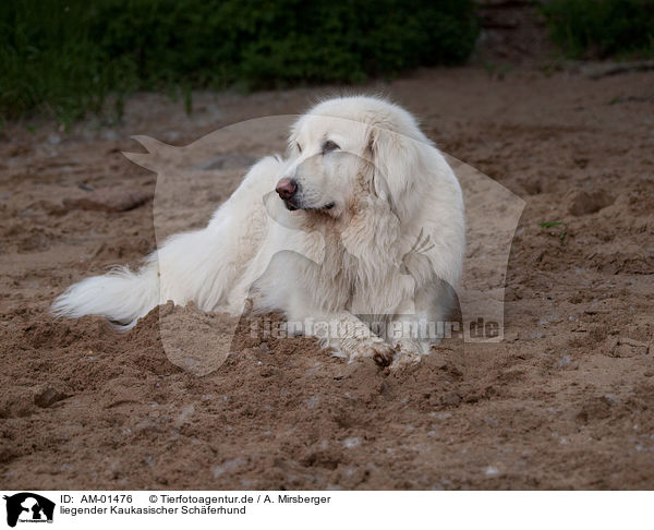 liegender Kaukasischer Schferhund / AM-01476