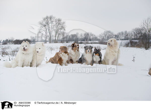 Hundegruppe / AM-03086