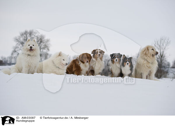 Hundegruppe / several dogs / AM-03087