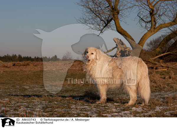 Kaukasischer Schferhund / caucasian owtscharka / AM-03743