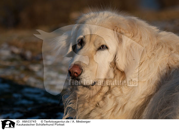 Kaukasischer Schferhund Portrait / AM-03745