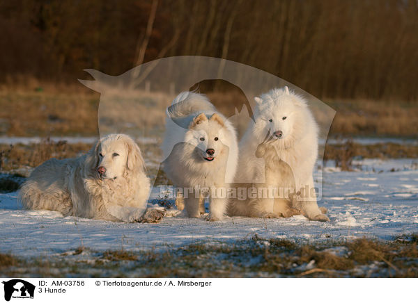 3 Hunde / 3 dogs / AM-03756