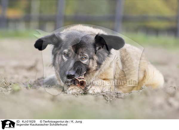 liegender Kaukasischer Schferhund / lying Caucasian Shepherd Dog / KJ-01629