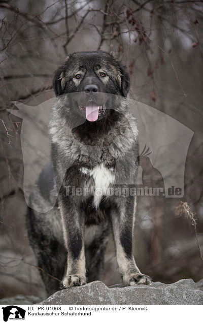 Kaukasischer Schferhund / Caucasian Shepherd Dog / PK-01068