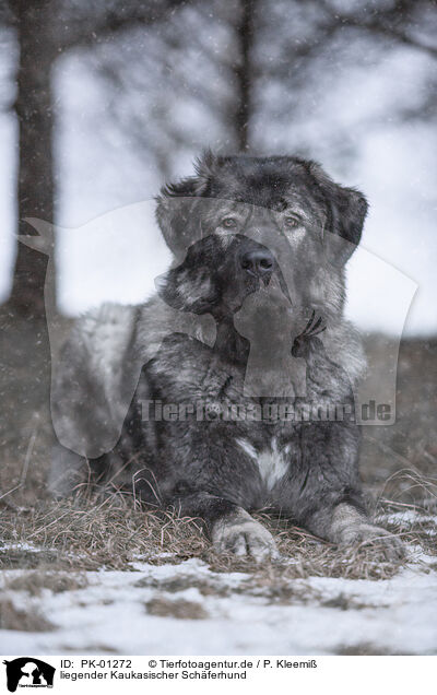 liegender Kaukasischer Schferhund / lying Caucasian Shepherd Dog / PK-01272