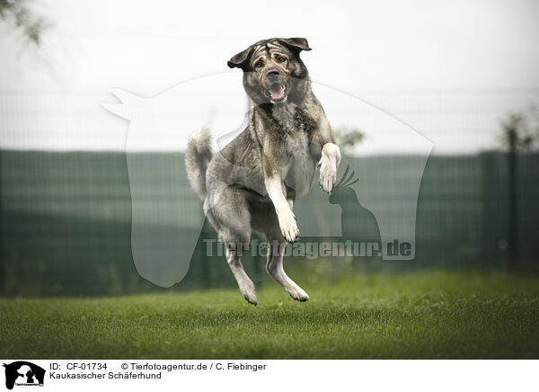 Kaukasischer Schferhund / CF-01734