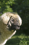 Kaukasischer Schferhund im Portrait