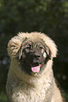 Kaukasischer Schferhund im Portrait