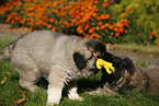 spielender Kaukasischer Schferhund Welpe