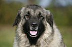 Kaukasischer Schferhund Portrait