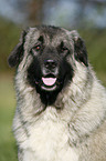 Kaukasischer Schferhund Portrait