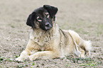 liegender Kaukasischer Schäferhund