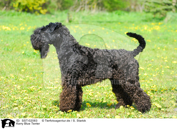 Kerry Blue Terrier / SST-02083