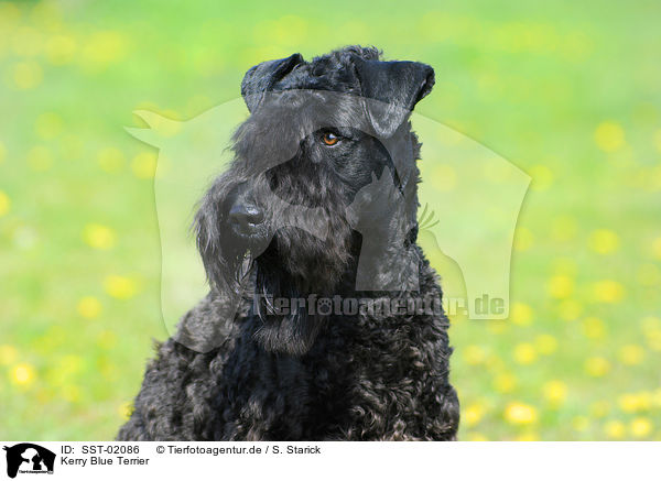 Kerry Blue Terrier / SST-02086