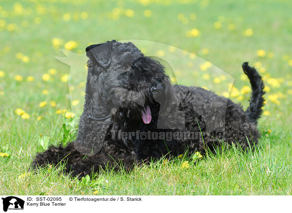 Kerry Blue Terrier / SST-02095