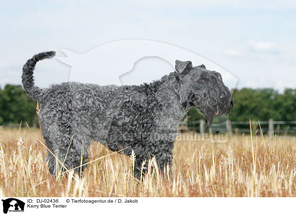 Kerry Blue Terrier / DJ-02436