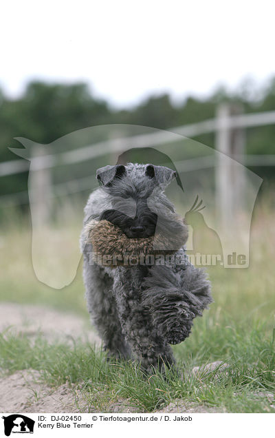 Kerry Blue Terrier / DJ-02450