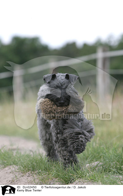Kerry Blue Terrier / Kerry Blue Terrier / DJ-02450