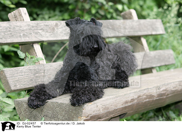 Kerry Blue Terrier / DJ-02457