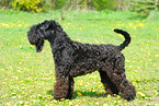 Kerry Blue Terrier