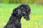 Kerry Blue Terrier