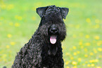 Kerry Blue Terrier