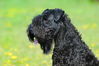 Kerry Blue Terrier