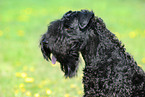 Kerry Blue Terrier