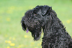 Kerry Blue Terrier