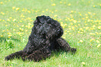 Kerry Blue Terrier