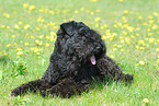 Kerry Blue Terrier