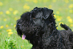 Kerry Blue Terrier