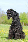 Kerry Blue Terrier