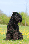 Kerry Blue Terrier