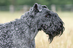 Kerry Blue Terrier