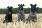 Kerry Blue Terrier