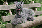 Kerry Blue Terrier