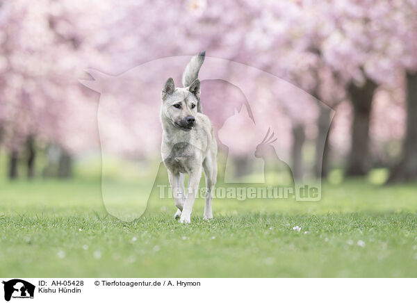 Kishu Hndin / female Kishu / AH-05428