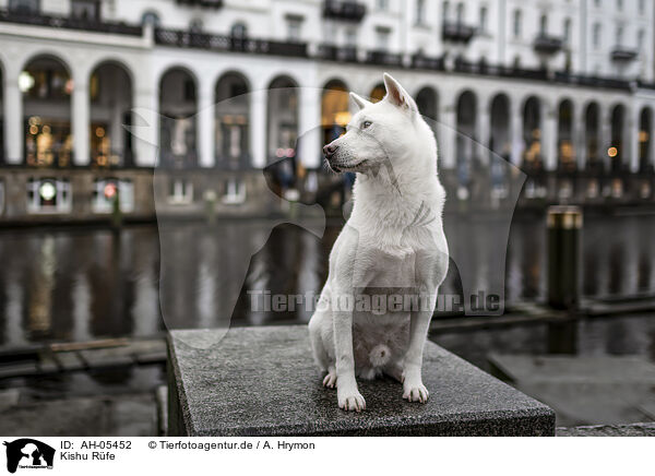 Kishu Rfe / male Kishu / AH-05452