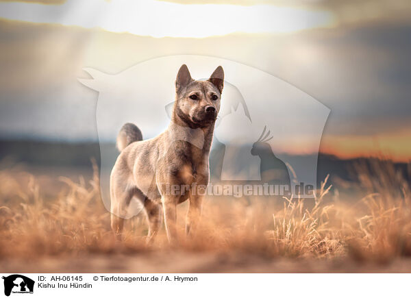 Kishu Inu Hndin / AH-06145
